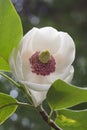 Colossus Oyama magnolia flower