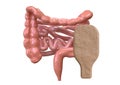 Colostomy bag connected with intestine isolated over white background