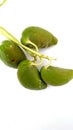 Colotropis procera fruits snap close up