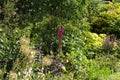 A single lupin flower in an English summer garden