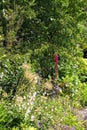 A single lupin flower in an English summer garden