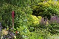 A single lupin flower in an English summer garden