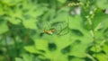 Colouful spider on a web