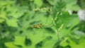 Colouful spider on a web