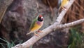 Coloufull finch sitting on stick green black pink