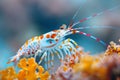 Colouirful harlequin shrimp on coral reef. Generative AI