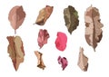 Colour brown dry leaf paint