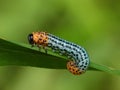 Colour caterpillar