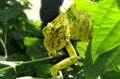COLOUR CHAINGING CHAMELEON UNDER THE LEAF. Royalty Free Stock Photo