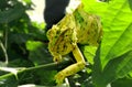 COLOUR CHAINGING CHAMELEON UNDER THE LEAF.