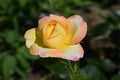 Colour changing rose with drops of dew Royalty Free Stock Photo