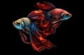 Colour Contrast: Siamese Fish Isolated on a Dark Teal Background AI Generated
