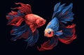 Colour Contrast: Siamese Fish Isolated on a Dark Teal Background AI Generated