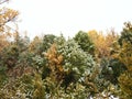 colour forest in a snowed day