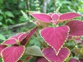 Colour full leaf in a Garden