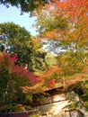 Colour of maple trees Royalty Free Stock Photo