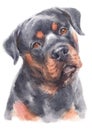 Water colour painting portrait of Rottweiler dog 261