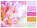 Colour palette swatch. Royalty Free Stock Photo