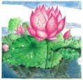 A colour pencil work of a Lotus flower in a pond