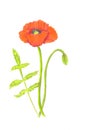 Colour pencils drawing of poppy flower. Botanical illustration. Royalty Free Stock Photo