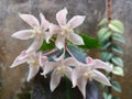 The Colour Of Pistils Plant Hoya Undulata, Grey Background