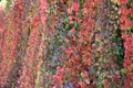 Colour plants on the wall