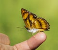 Colour segeant butterfly sucking fod from human finger