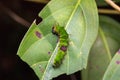 Colour Sergeant caterpillar