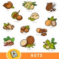 Colour set of nuts, collection of nature items with names in English. Cartoon visual dictionary for children