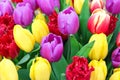 Colour spektrum tulips in spring, romantic garden