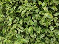 Colour yellow and green leaves