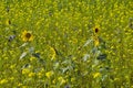 Yellow in nature, field/meadow with thousands of yellow flowers