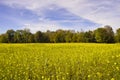 Yellow in nature, forest edge in front of field with thousands of yellow flowers Royalty Free Stock Photo