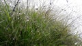 Colourbox Browse Nature Spring Grass in early morning Royalty Free Stock Photo