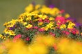 Coloured alpine flowers