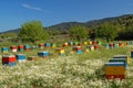 Coloured beehives Royalty Free Stock Photo