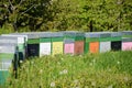 Coloured beehives in the meadow