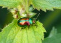 Coloured beetle