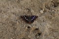Coloured butterfly on the sand Royalty Free Stock Photo