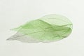 Coloured decorative transparent green skeleton leaf with beautiful shadow isolated on white background. Royalty Free Stock Photo