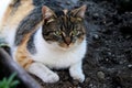 A coloured domestic cat, Felis silvestris catus, lying in clay in greenhouse. And looking on something. My best friend Liza. Royalty Free Stock Photo