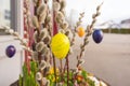 Coloured Easter eggs hang from a shrub of palm kittens and decorate an entrance at Easter in spring