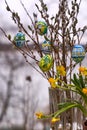 Coloured Easter eggs, willow catkins and narcissus flowers Royalty Free Stock Photo