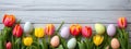 Coloured eggs and coloured tulips on light grey wooden background. Easter style decoration banner. Holiday celebration greeting