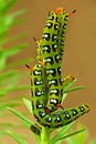 Coloured hawkmoth caterpillars