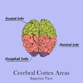 Coloured Human Brain Areas. Superior View