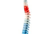 Coloured human spine on a white background