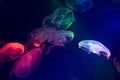 Coloured Jellyfish