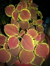 Coloured Leafs of Inhouse Plant