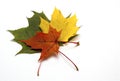 Coloured maple leaf on white background/maple leaf Royalty Free Stock Photo